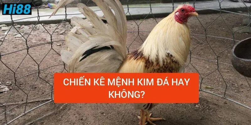 Màu đá gà tiền lớn - Bí kíp chọn đâu thắng đó cho kê thủ 2 chien-ke-mang-kim-da-hay-khong