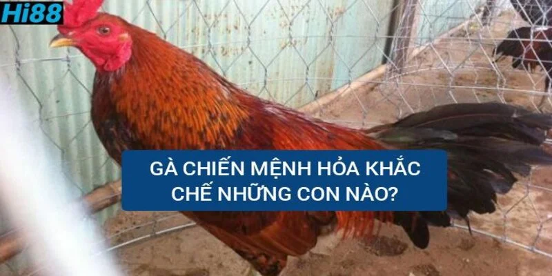 Màu đá gà tiền lớn - Bí kíp chọn đâu thắng đó cho kê thủ 3 ga-chien-menh-hoa-khac-che-nhung-con-nao