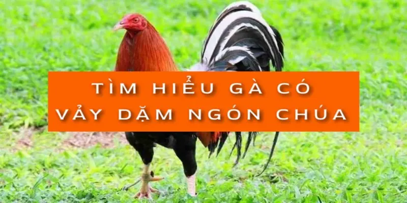 Vảy dặm ngón chúa là tốt hay xấu? Cách chọn chiến kê qua vảy 33 tim-hieu-ga-co-vay-dam-ngon-chua