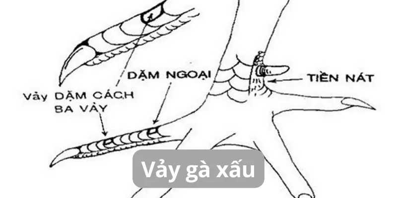 Những loại vảy gà xấu dân chơi đá gà nên tránh 21 vay-ga-xau-la-sao