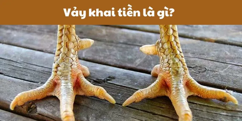Vảy khai tiền là gì? Gà có vảy khai tiền tốt hay xấu 29 vay-khai-tien-la-gi