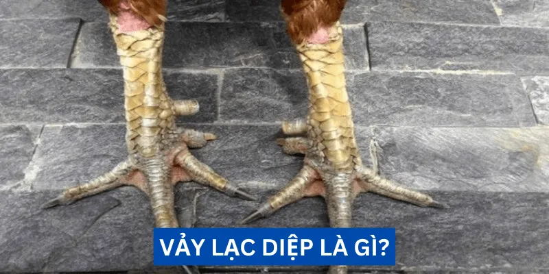 Vảy lạc diệp là gì? Đánh giá sức mạnh chiến kê uy dũng 4 vay lac diep la gi