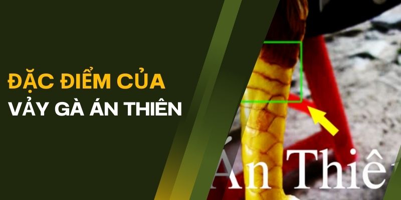 Vảy Gà Án Thiên: Đặc Điểm, Ý Nghĩa Và Nhận Biết Gà Chiến 1 dac-diem-vay-ga-an-thien